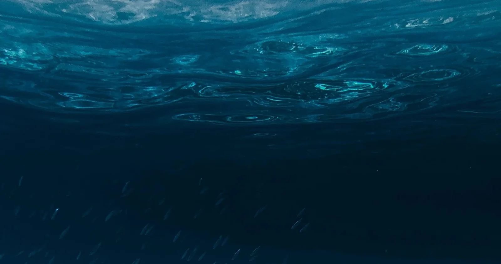 Just beneath the night surface the sea turns to ink — pale swirls of light caught on the ceiling of water, small fish dissolving into the deep teal dark below