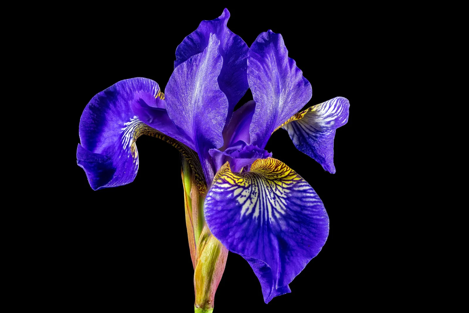 A single iris unfurling out of absolute darkness, its violet falls veined in gold and white — the flower at the heart of the fragrance, met at midnight
