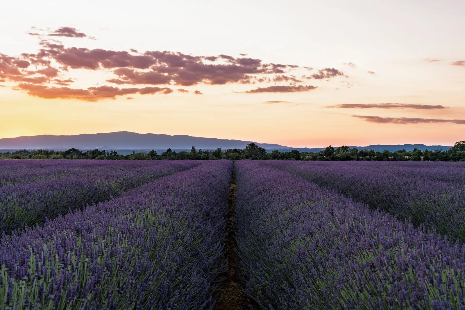 Rows of lavender running toward the Provençal hills at first light, the sky washed apricot while the field still keeps the night's violet