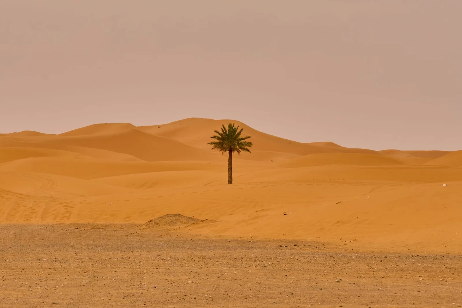 A lone date palm among honey-coloured dunes under a pale desert sky, the wind-ribbed sand lit like warm amber at midday